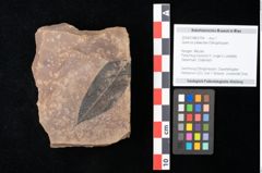 Foto (Objekt + Etikett) von Quercus palaeoilex Ettingshausen (NHMW-GEO-2024-0188-0794)
